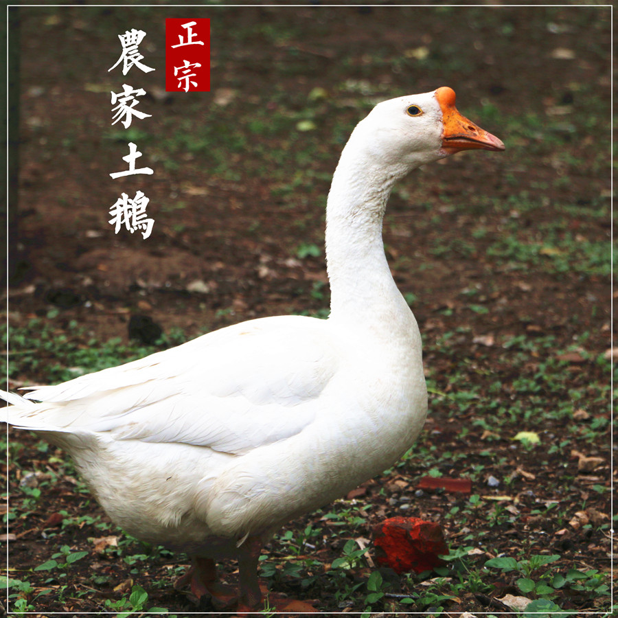 农家散养土鹅 3年老鹅大鹅 微山湖放养土鹅家鹅麻鸭土鸭子飞鸭