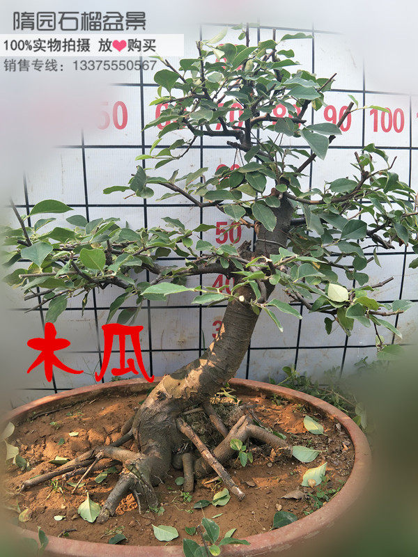 隋园石榴盆景 造型木瓜盆栽 观花观果 香木瓜 打包价