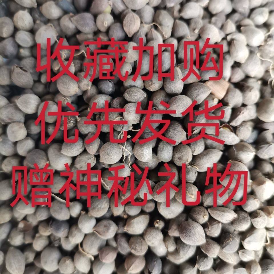 太白米秦岭高海拔珍正品药材500克胃不舒服每次几颗明显感觉效果