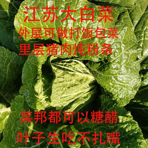 江苏南通大白菜新鲜蔬菜
