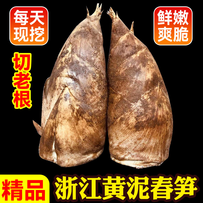 浙江新鲜春笋毛笋现挖鲜竹笋临安衢州正宗野生5斤东笋商用去老根