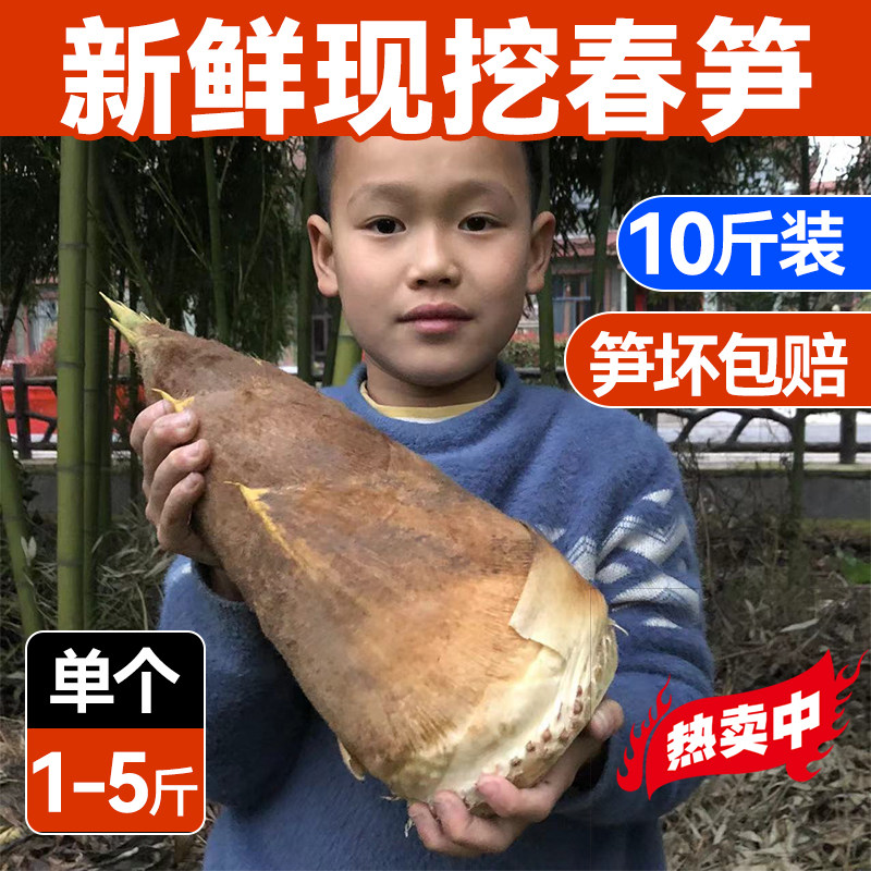 当天挖!浙江新鲜春笋毛笋2026衢州临安正宗竹笋野生腌笃鲜切老根