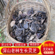 深山紫灵芝深山药材整枝农家黑灵芝舌煮水煲汤材料泡酒滋补正宗