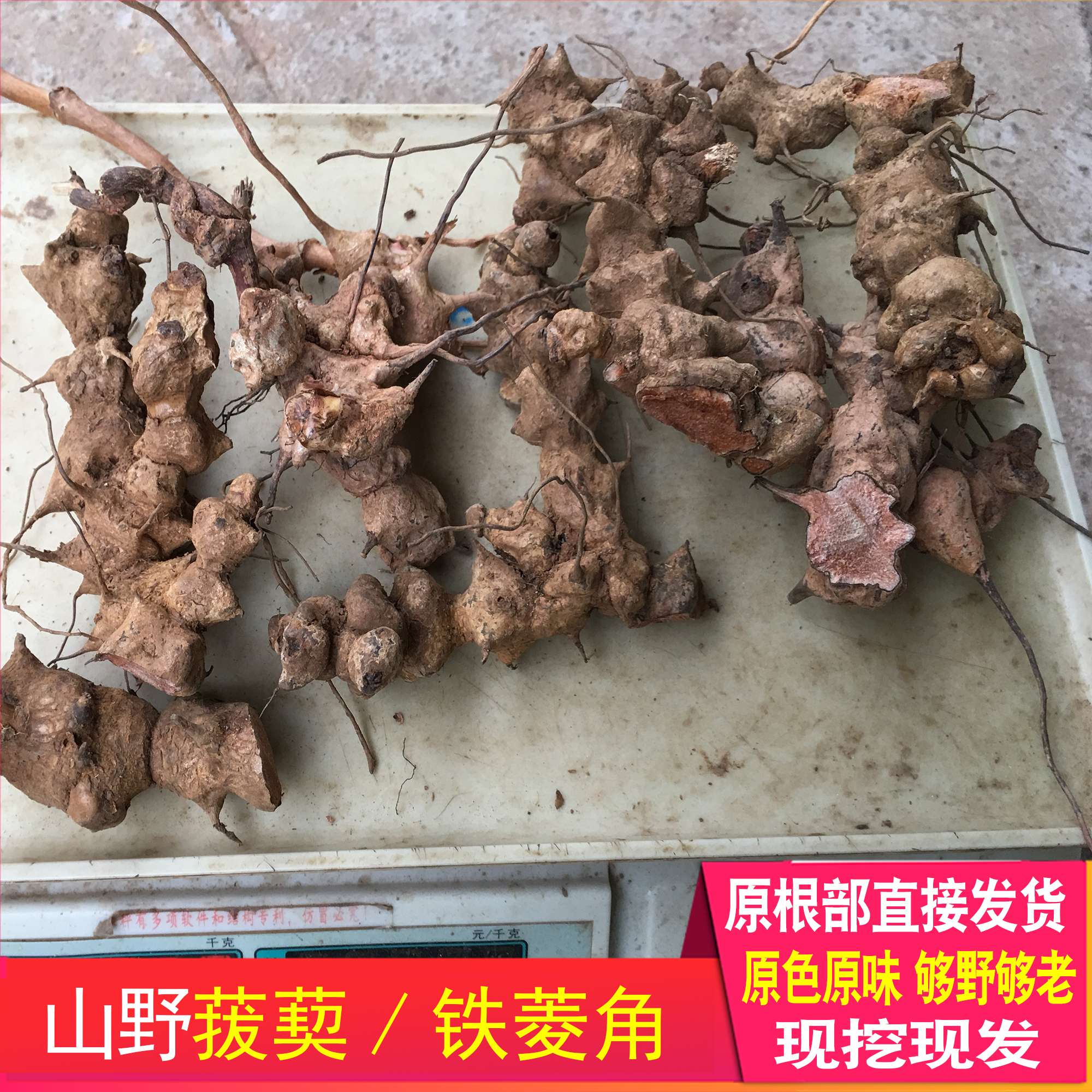 金刚藤头深山菝葜铁菱角农家挖新鲜正品药材煲汤材料泡酒原料正宗