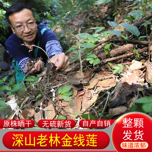 金线莲正品药材农家生晒整棵草药