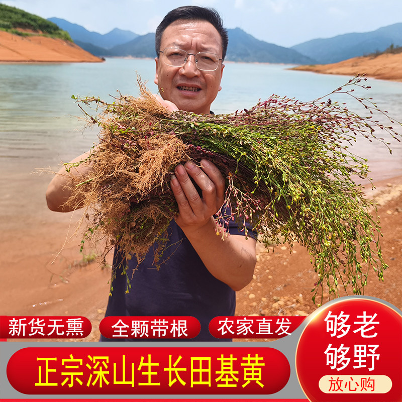 田基黄深山寸金地耳草农家新鲜自晒正品草药整棵带根药材散装正宗