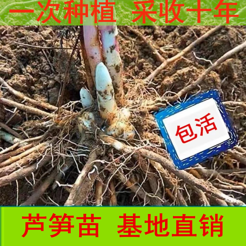 芦笋根苗紫色芦笋苗根带土芦笋种植苗...