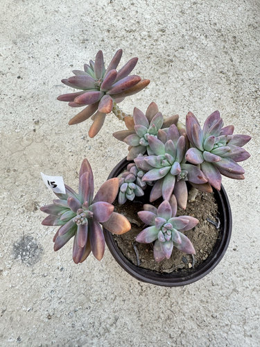 紫月多肉秋丽老桩一物一拍