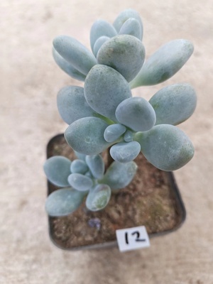 【白美人】多肉植物 好养活的多肉  满18元包邮 紫月多肉花园