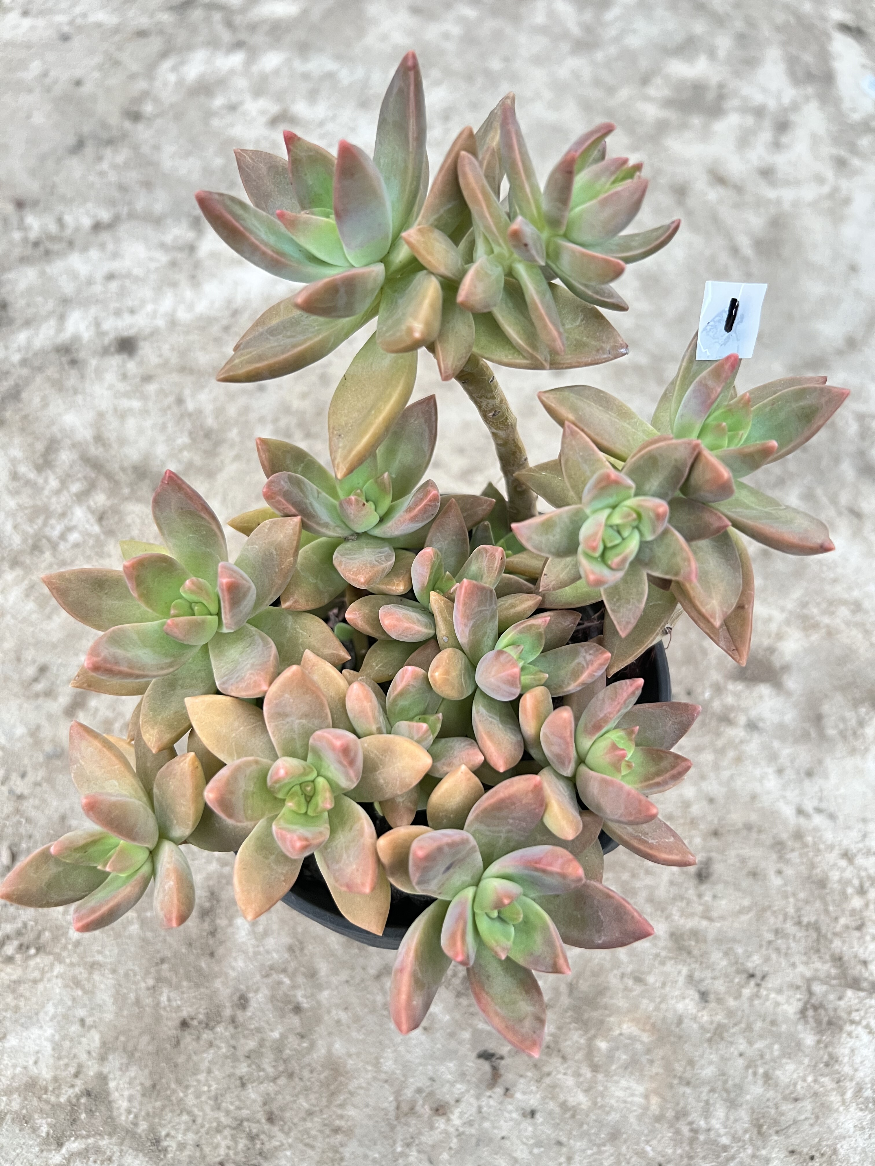 绿植套餐多肉盆栽砍头苗包邮