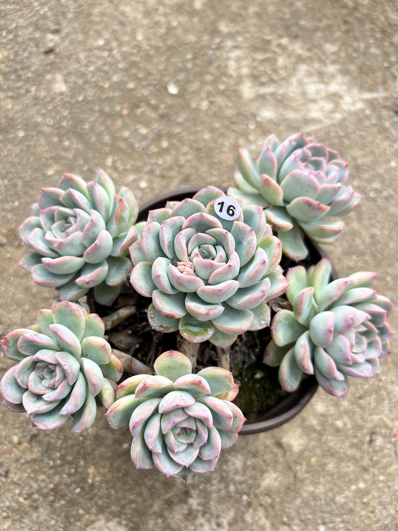 【红边月影】好养活的多肉植物 满18元包邮 紫月多肉花园