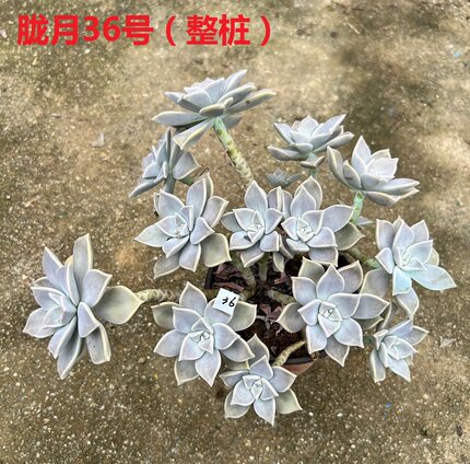 【胧月】老桩多肉 露养好养活的多肉植物 满18元包邮紫月多肉花园