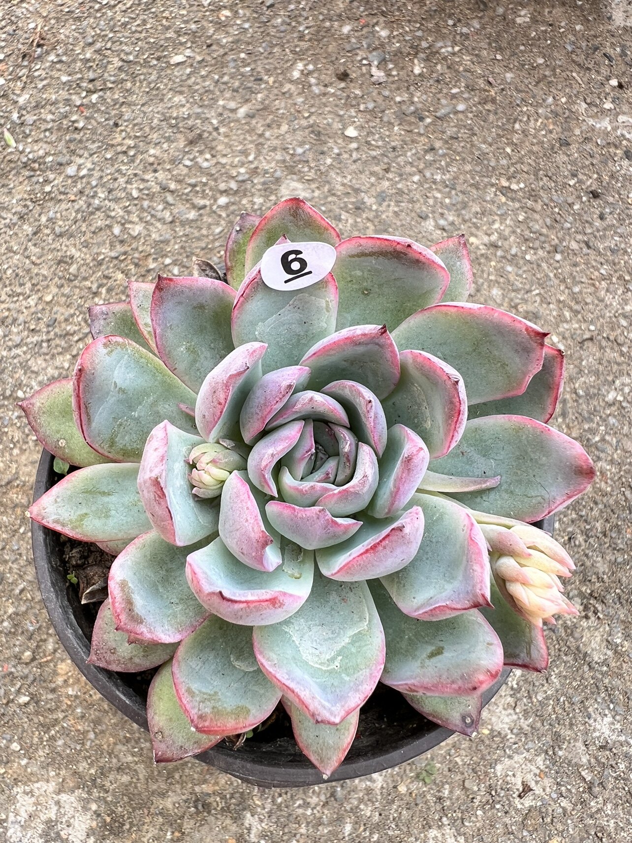 【雨燕座 】好养活的多肉植物 满18元包邮 紫月多肉花园