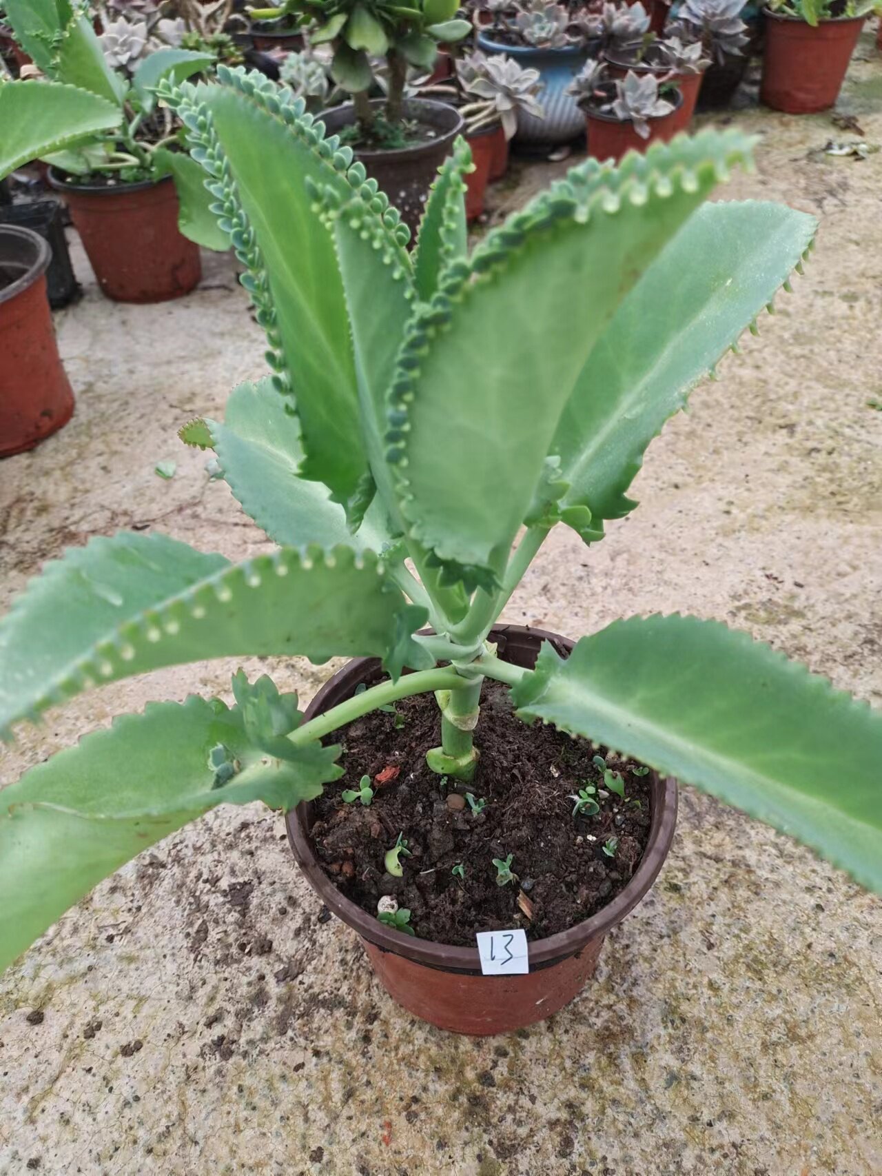 【宽叶不死鸟】落地生根 可嫁接长寿花 好养多肉植物