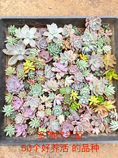 【多肉砍头苗】50个品种 好养活的多肉满18元包邮紫月多肉花园