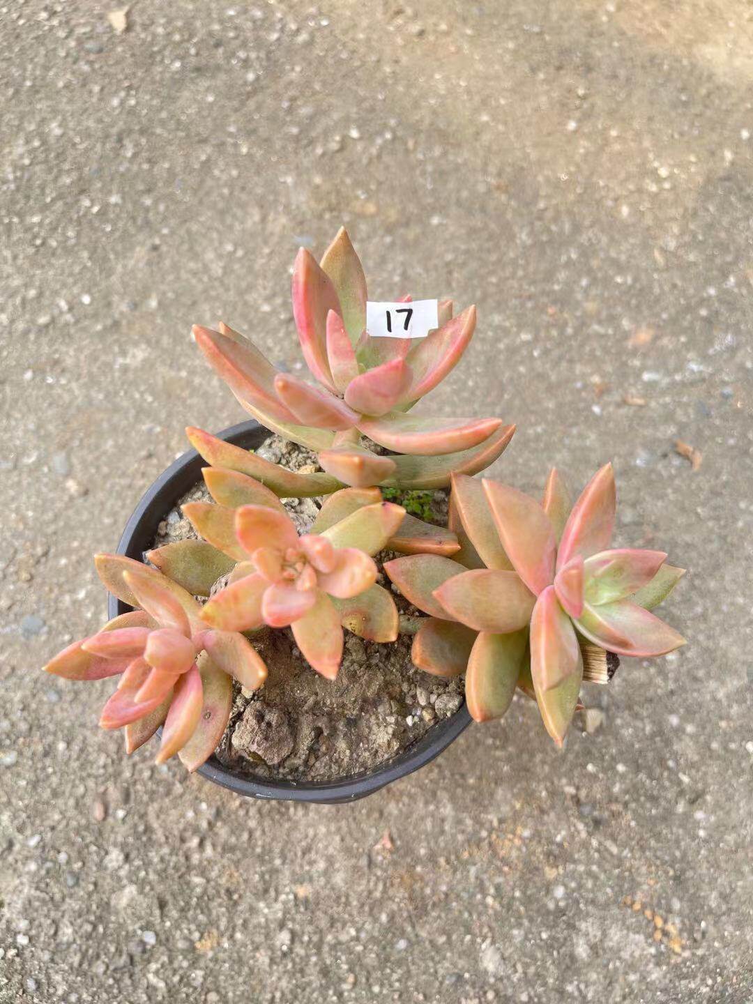 【布丁】果冻铭月 露养好养活的多肉植物 满18元包邮紫月多肉花园