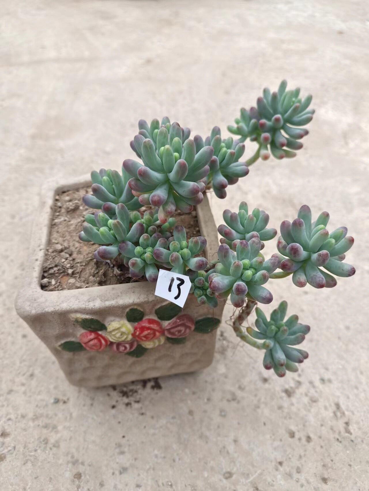 【果冻乙女心】好养活的多肉植物 满18元包邮 紫月多肉花园