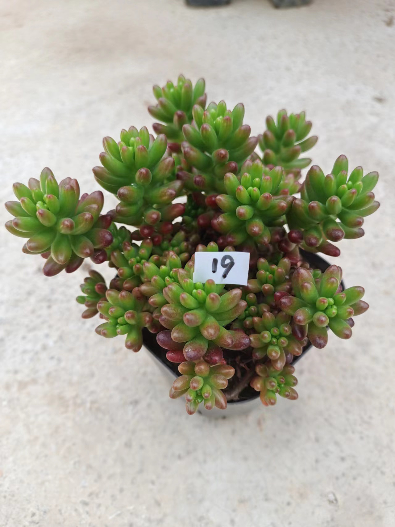 【虹之玉】好养活的多肉植物 满18元包邮 紫月多肉花园