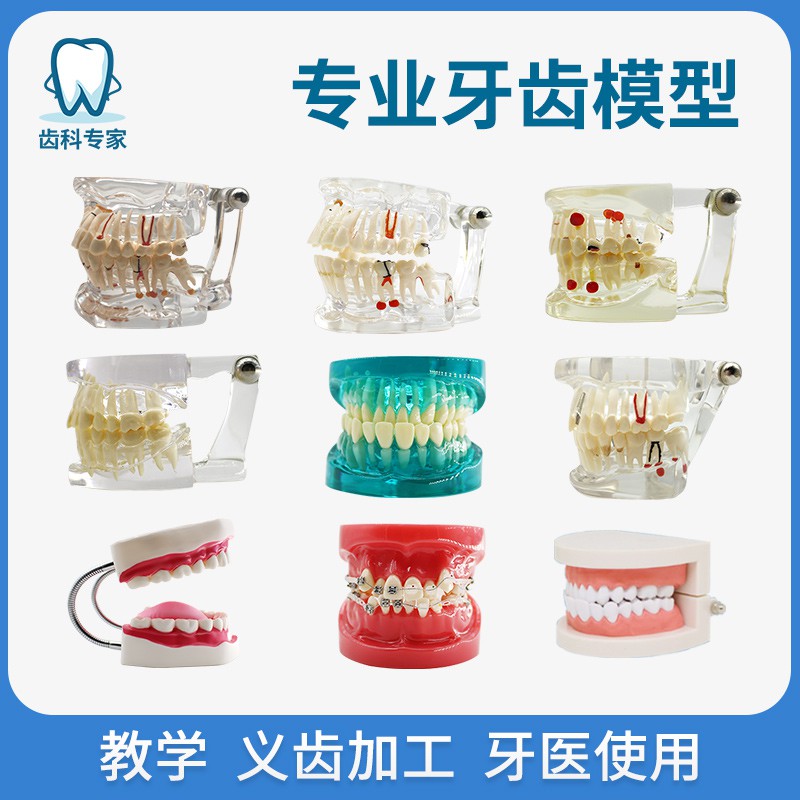 迪牙齿模型牙模型模具牙科教学模型可拆卸口腔假牙备