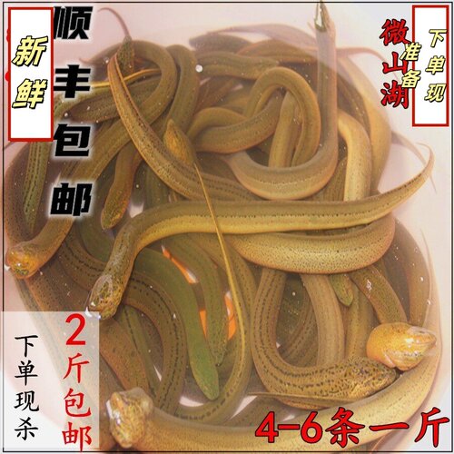 黄鳝鲜活现杀 微山湖原生态鳝鱼活鱼现杀帮去骨鳝片鳝丝鳝段 500g