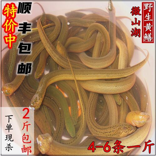 黄鳝鲜活现杀 微山湖原生态鳝鱼活鱼现杀帮去骨鳝片鳝丝鳝段 500g