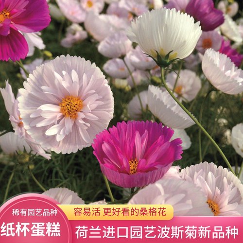 四季播种盆栽纸杯蛋糕阳台庭院籽