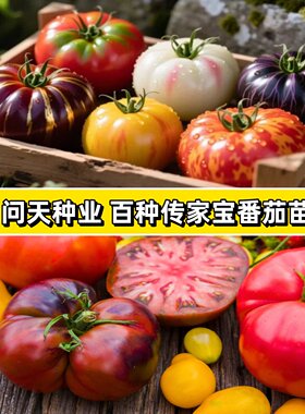 问天种业传家宝番茄伊甸园蔬菜种子老品种阳台蔬菜传家宝番茄苗