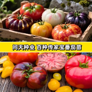 问天种业传家宝番茄伊甸园蔬菜种子老品种阳台蔬菜传家宝番茄苗