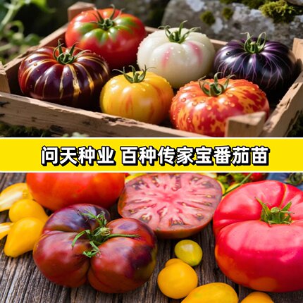 问天种业传家宝番茄伊甸园蔬菜种子老品种阳台蔬菜传家宝番茄苗