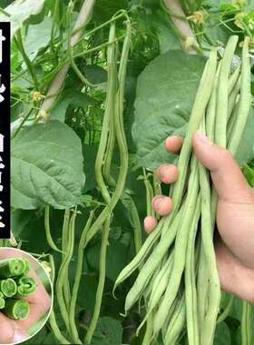 寿光改良泰国无筋芸豆蔬菜种子