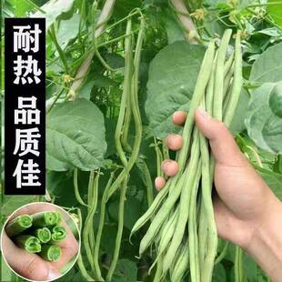 改良泰国无筋架豆王豇扁芸长豆角四季春季可盆栽菜园蔬菜种子籽孑