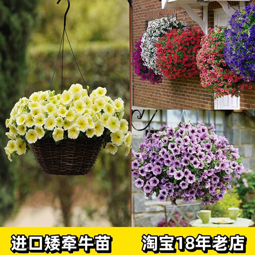 美国泛美进口吊篮超级重瓣矮牵牛花苗盆栽带花矮牛种子室内外四季