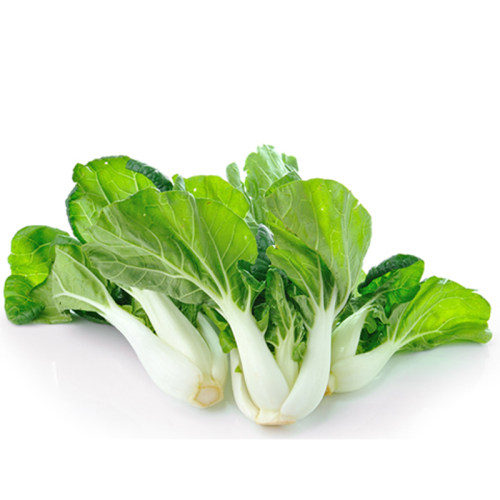 四季奶白菜黑油菜好吃好养好看