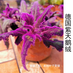 H进口网红紫鹅绒矮牵牛花苗盆栽室内绿植绿箩吊兰吸除甲醛花卉阳