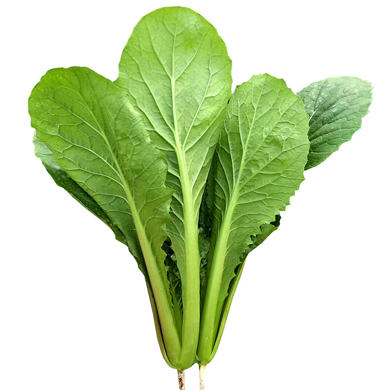 北京成熟四季播种容易简单小白菜