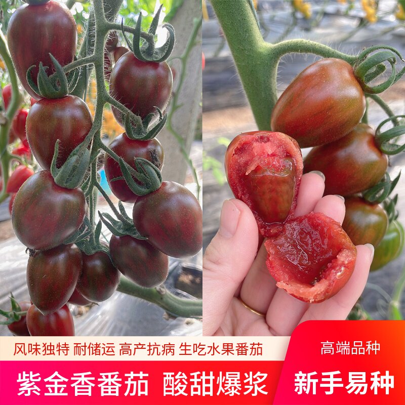 问天种业蔬菜番茄圣女果种子孑