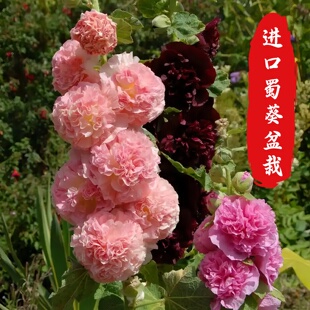 问天种业查特桃子与梦重瓣蜀葵庭院阳台盆栽多年生耐寒花卉苗植物