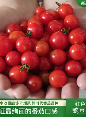 迷你红色精灵串串型樱桃番茄种子圣女盆栽四季春季蔬菜种子籽孑苗