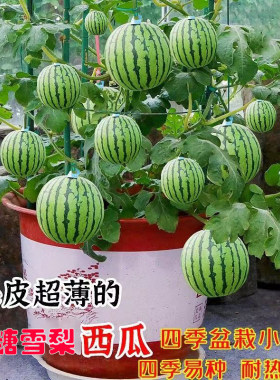 花皮白肉冰糖雪梨西瓜种子