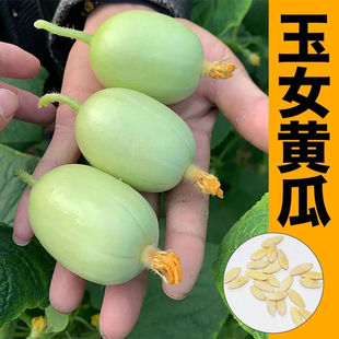 迷你拇指金童玉女黄瓜种子苗小黄瓜种籽阳台盆栽庭院蔬菜种子四季