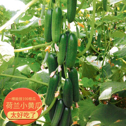 水果黄瓜荷兰蔬菜种孑四季农家