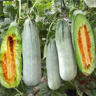 四季 特大种孑 春季 羊角蜜酥甜瓜水果西瓜蔬菜种籽子香瓜苗密正品