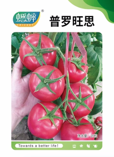 蔬菜水果种子秧苗 普罗旺思大粉果口感型番茄圣女果西红柿春四季