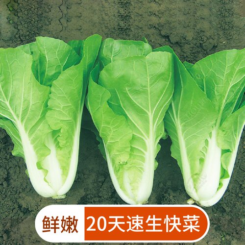 精选原装四季生长快菜