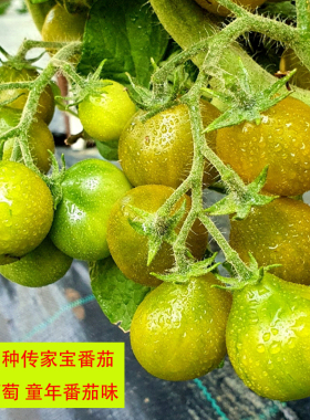 传家宝可留种绿葡萄绿色小番茄多汁口感西红柿蔬菜种子孑籽苗