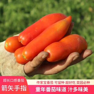 传家宝可留种箭矢手指特色番茄多汁口感西红柿蔬菜种子孑籽苗