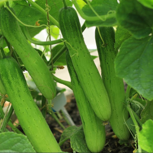 银剑满地爬水果旱黄瓜基地庭院四季 秋盆栽蔬菜水果苗种子籽孑 春季