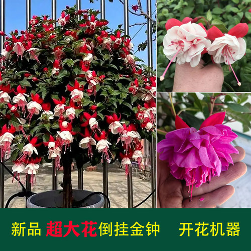 开花机器倒挂金钟盆栽花卉花苗种