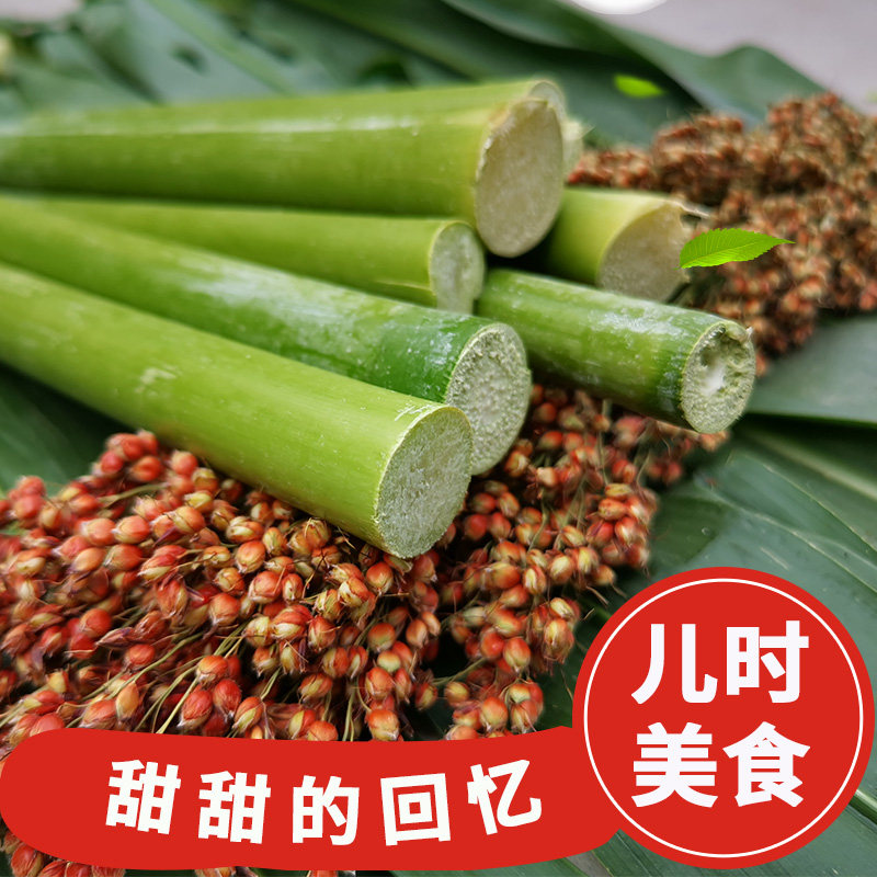 北方甘蔗甜杆甜棒种子四季春夏季好吃可盆栽蔬菜水果种子籽孑
