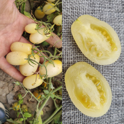 可留种白水果番茄蔬菜种子秧苗